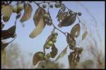 leaf and fruit